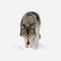 White Fang - sync narration, note, quiz pour PC