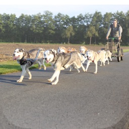 Huskies Gütersloh