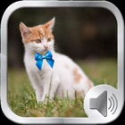 Top 37 Entertainment Apps Like Cat Sounds and Music - Best Alternatives