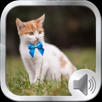 Cat Sounds and Music pour PC