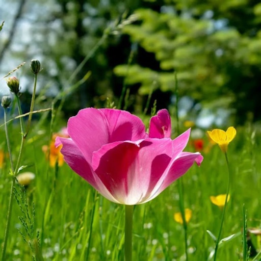 Flower Wallpapers top Icon