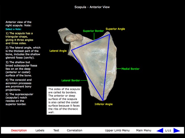 Gross Anatomy of the Skeleton(圖8)-速報App