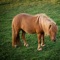 Animal Puzzle For Pony and Horse Lovers – Free Interactive Kids-Game To Learn Logical Thinking with Fun