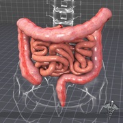 Body Parts  Small and Large Intestines Quiz
