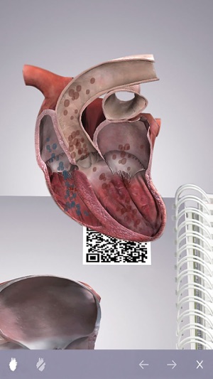 Cardiology 3D Small Animals(圖3)-速報App