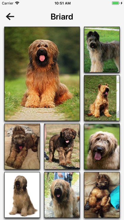 Dog Breeds HD Wallpapers