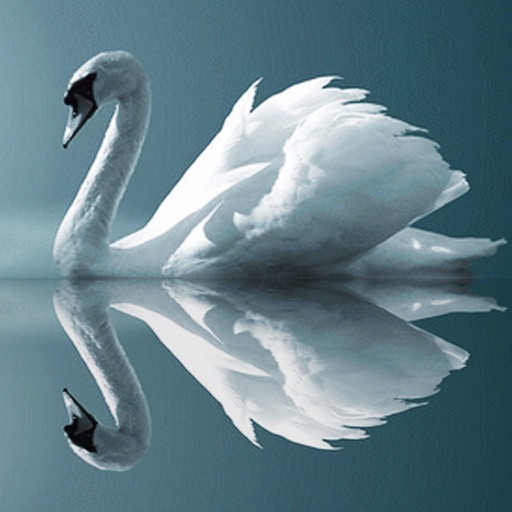 Photo Mirror Effects - Reflection Editor