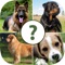 How much do you know about dogs