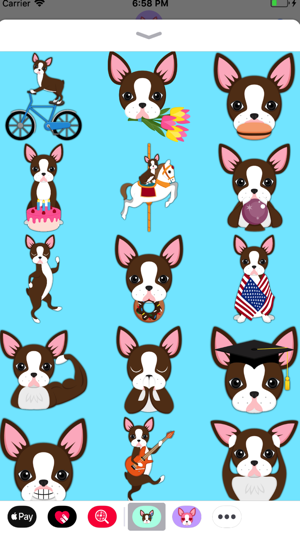 Chocolate Boston Terrier(圖1)-速報App