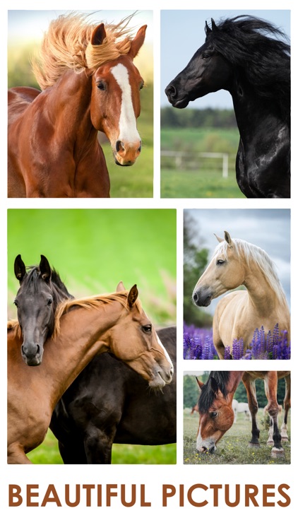 Horse Jigsaw Puzzle Games