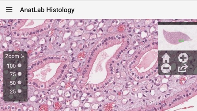 AnatLab Histology(圖4)-速報App