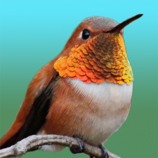 Hummingbird Moments icon