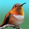 Hummingbird Moments offers words of wisdom from the universe