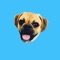 Why hello there, my name is Brando and I’m an adorable Puggle that lives in Red Bank, New Jersey