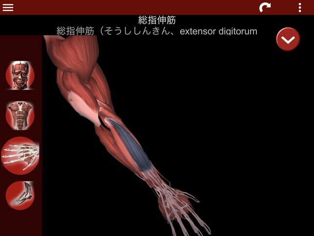 筋肉系3d 解剖学 をapp Storeで