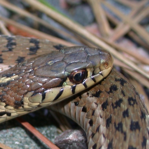 Snakes of North Carolina Icon