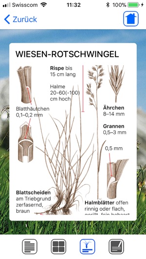 Wiesengräser leicht erkennen(圖4)-速報App