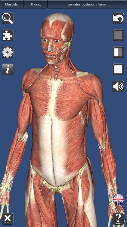 Visual Muscles 3D