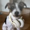 Willkommen in der wundervollen Welt von Flash - dem wohl bekanntesten und beliebtesten und mit Abstand süßesten Hund von Köln