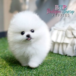 white teacup dog