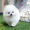 Luxury Teacup Puppies Available