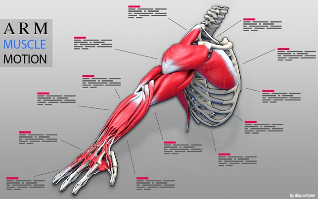 Arm Muscles Motion