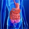 Human Anatomy : Digestive System