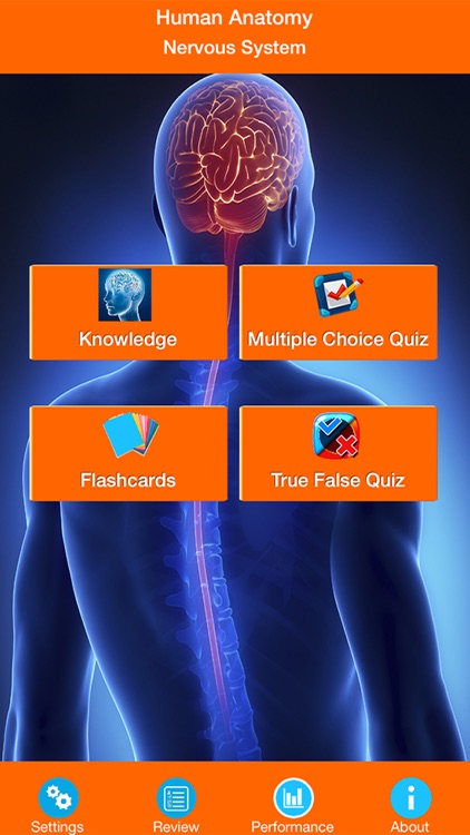 Human Anatomy : Nervous System