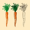 Carrot 101:Diet,Cooking Recipes and Healthy