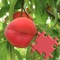 Fruits - Puzzle Pro - is a great jigsaw puzzle with the most beautiful photos and with interesting detailed info