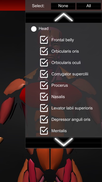 Muscular System 3D (anatomy) screenshot-4