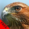 Wild Birds Hawk Photos & Video Galleries FREE