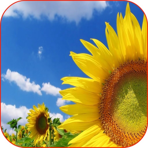 Sunflower Wallpaper HD icon