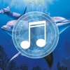 Dolphin Sounds Relax and Sleep : Ringtones help in mind relaxation and therapy