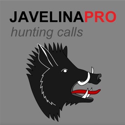 REAL Javelina Calls & Javelina Sounds to use as Hunting Calls
