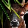 Get Life Of Deer for iOS, iPhone, iPad Aso Report