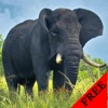 Elephant Photos & Video Galleries FREE