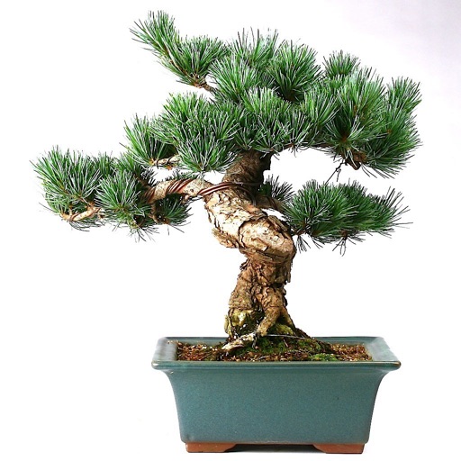 Bonsai 101:Essential Tips and Crop icon