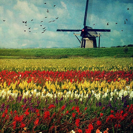 Flowers and Windmills Wallpapers HD: Quotes Backgrounds with Art Pictures