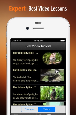 How to Identify a Bird:Tips and Tutorial screenshot 3