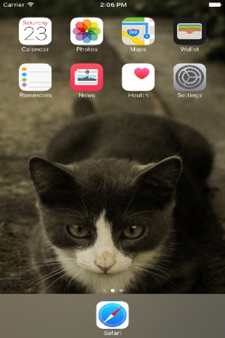 Cat Wallpapers: Best Cute Cat & Kitten Wallpapers screenshot 4