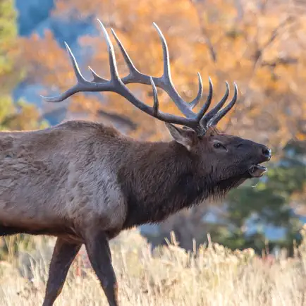 Elk Sounds Cheats