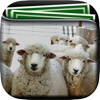Sheep Gallery HD – Retina Wallpapers , Animal Themes and Background