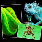 Snakes, Spiders, Lizards and Reptiles - Animals Wallpapers