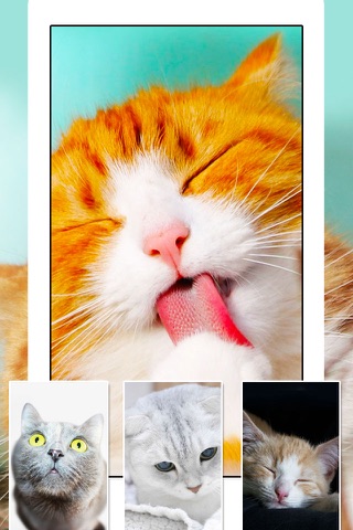 Cats & Kittens Wallpapers - Cute Animal Backgrounds and Cat Images screenshot 2