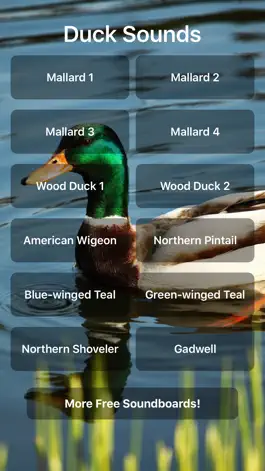 Game screenshot Duck Sounds! mod apk