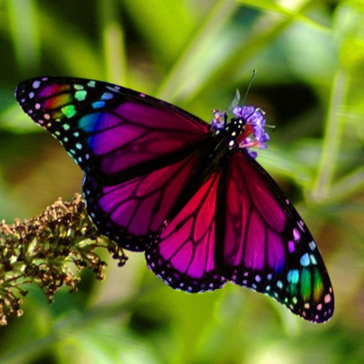 Butterflies Wallpapers HD: Quotes Backgrounds with Art Pictures icon