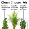 Houseplants for Air Purifying:Guide and Tips