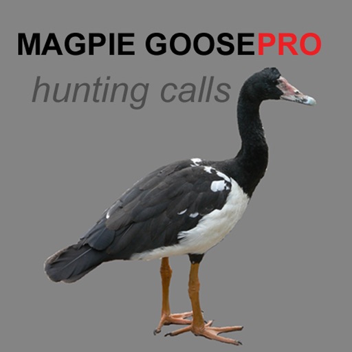 REAL Magpie Goose Calls - Hunting Calls for Magpie Geese - (ad free) BLUETOOTH COMPATIBLE iOS App