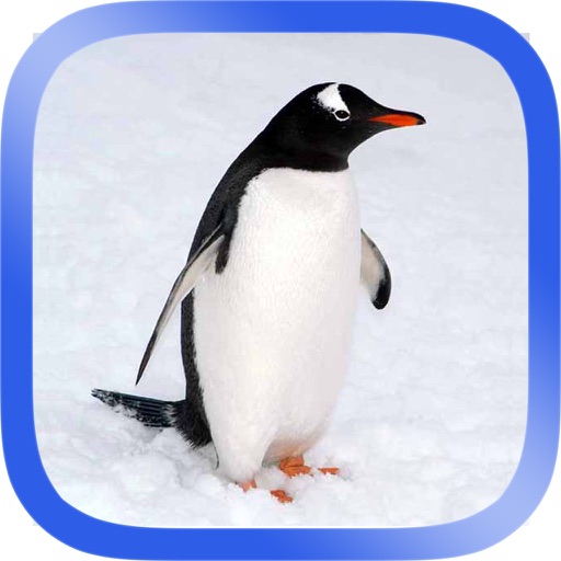 Arctic Animals Puzzle iOS App